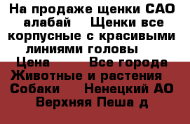 На продаже щенки САО (алабай ). Щенки все корпусные с красивыми линиями головы . › Цена ­ 30 - Все города Животные и растения » Собаки   . Ненецкий АО,Верхняя Пеша д.